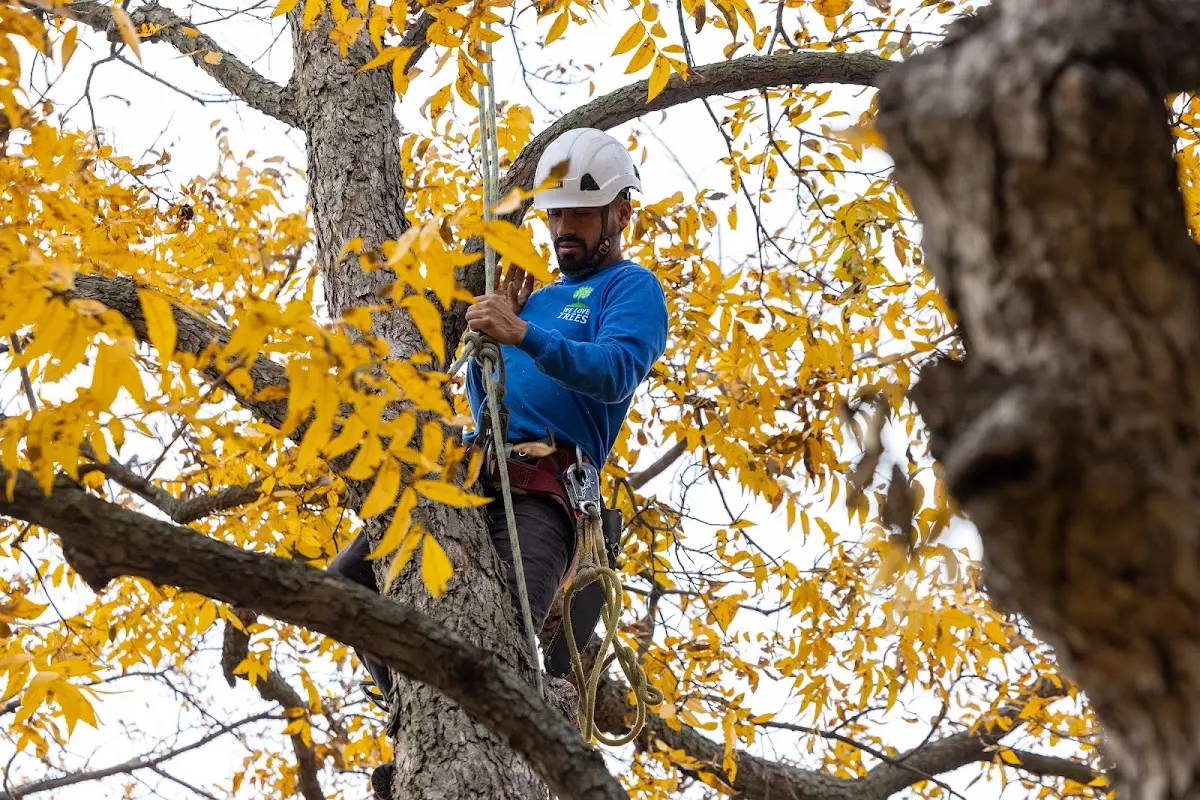 Skilled Tree Planting crew working in Holcomb